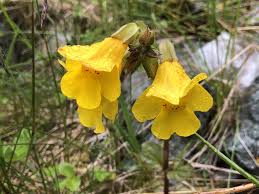 Image result for Geophila erythrocarpa