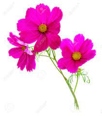 Check spelling or type a new query. Three Cosmos Dark Pink Flowers Isolated On White Background Stock Photo Picture And Royalty Free Image Image 59404298