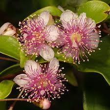 Image result for Myrtaceae