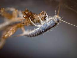 Maybe you would like to learn more about one of these? Silverfish Features Life Cycle Effects And Pest Control Dengarden