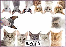 Then read on because you'll know everything about best brush for cat well, it's by using properly shedding their fur and hair, knowing that they also shed. The Best Cat Brush For Shedding 2020