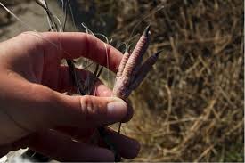 Check spelling or type a new query. How To Help A Bird Caught In Fishing Line Audubon North Carolina