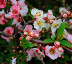 We did not find results for: Toyo Nishiki Flowering Quince Chaenomeles New Life Nursery