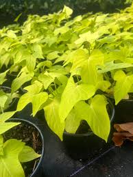 Image result for Ipomoea batatas pots