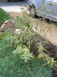Nov 05, 2020 · cultural issues for yellowing butterfly bush leaves. Butterfly Bush Is Yellow And Dropping Leaves 467484 Ask Extension