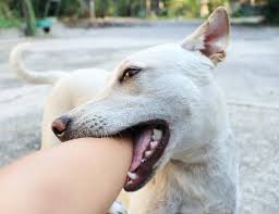 Rabies: A Deadly Viral Infection