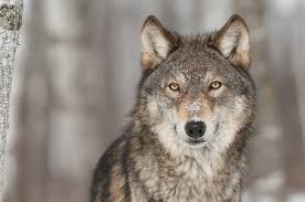 Other than hunting to eat, wolves are usually not. Wolves And Ravens Nature S Odd Couple Stemjobs