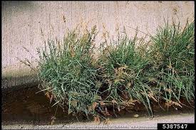 Image result for Polypogon