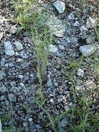 Image result for Suaeda sp. B