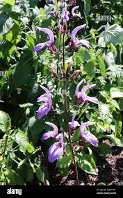 Image result for Brillantaisia madagascariensis