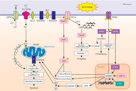 Good solar forecasts create significant added value. Endoplasmic Reticulum Stress Signalling And The Pathogenesis Of Non Alcoholic Fatty Liver Disease Journal Of Hepatology