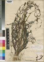 Image result for Xenostegia tridentata
