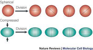 We did not find results for: Plant Cell Division Building Walls In The Right Places Nature Reviews Molecular Cell Biology