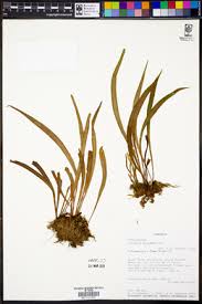 Image result for Vittaria elongata