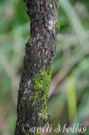 Image result for Lipocarpha atra