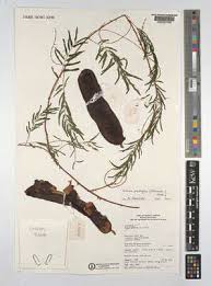 Image result for Acacia pentagona