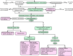 Image result for Transtubular Potassium Gradient