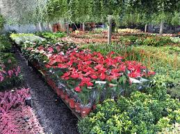 Plant Nursery Thailand Photo By Mace Studio Plant Nursery Plants Nursery