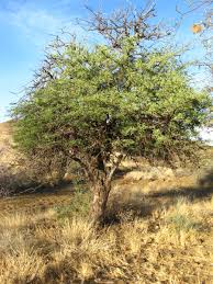 Image result for Albizia anthelmintica