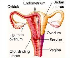 Jul 20, 2016 · buku ipa kelas ix smp/mts ini disusun dengan pemikiran di atas. Materi Ipa Kelas 9 Smp Kurikulum 2013 Organ Reproduksi Perempuan