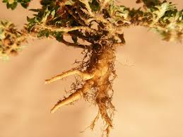 Image result for Guilleminea densa