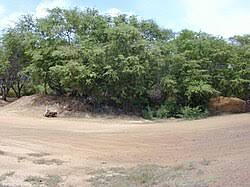 Image result for Prosopis pallida