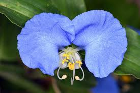 Image result for Commelina latifolia