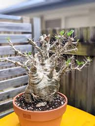 Image result for Pachypodium saundersii