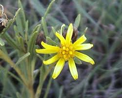 Image result for Geigeria burkei