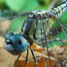 Black And Yellow Dragonfly Canada 15 Best Macroshots Of Insects From Flickr Insects Dragonfly Wings Beautiful Bugs