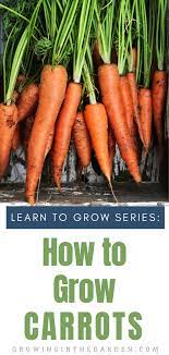 Five Tips For Growing Carrots Growing In The Garden Growing Carrots Carrots Fruits And Veggies