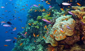 Australias Great Barrier Reef Under Threat Stories Wwf