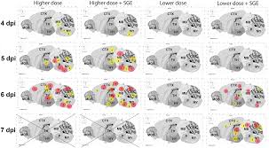 Image result for Dissotis glandulosa