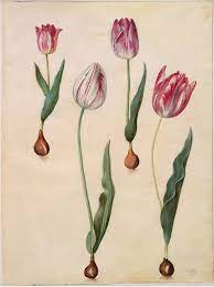 Design Is Fine Botanical Illustration Watercolor Flower Drawing Botanical Art