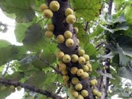 Image result for Ficus bubu