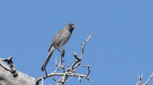 Image result for Spragueanella