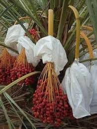 20+ gambar anak makan buah kartun. 45 Ide Jual Bibit Kurma Tropis 0857 4385 2768 Kurma Tropis Tanaman