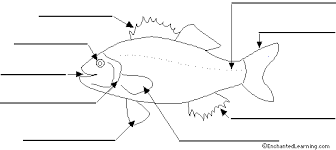 Label Fish Anatomy Printout Enchantedlearning Com Fish Anatomy Animal Study Coloring Pages