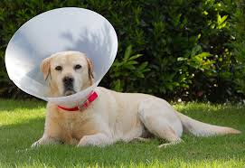 Dog Cone When To Use One And Which One To Choose