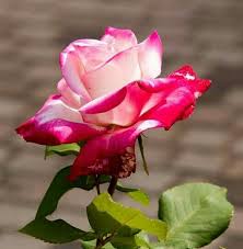 Pin On Rose