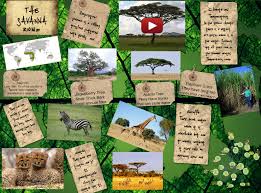 Creating A Savanna Biome Project Google Search In 2020 Savanna Biome Biomes Project Biomes