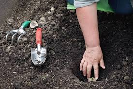 Here are two simple ways to plant potatoes and how to get the best larger than that and you'll want to cut it into pieces that have 2 or 3 eyes each. How To Plant Potatoes Garden Gate