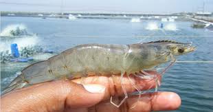 Infishta Buka Partisipasi Pendanaan Udang Vannamei Babarafi Unit 5 Franchiseglobal Com