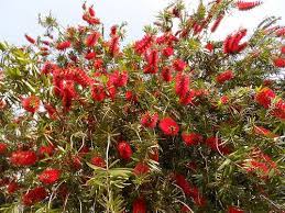 Foraging Texas Bottlebrush Tree Bottle Brush Trees Wild Edibles Drought Tolerant Plants