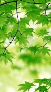 Maybe you would like to learn more about one of these? Nature Wallpaper Hd For Mobile Natural Landscape Nature Sky Natural Environment Spring 21851 Wallpaperuse