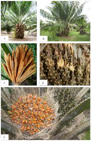 Image result for Elaeis