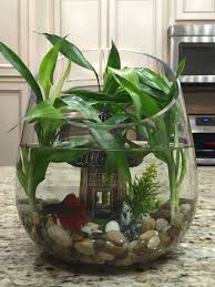 16 Most Beautiful Types Of Betta Fish Aquarium Decoration Decoration Plante Jardinage Deco