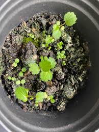 While growing strawberries from seed is possible, it's much more common and effective to purchase plants or bare roots. How To Grow Strawberries From Seed Hubpages