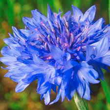 Cornflower Seeds Dwarf Blue Flower Seeds In Packets Bulk Eden Brothers Flower Seeds Bachelor Button Flowers Bachelor Buttons