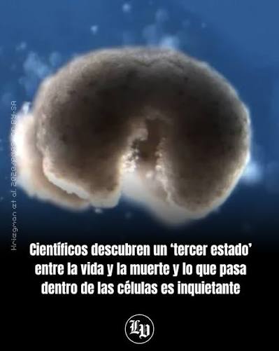  Lo que acaban de descubrir podría cambiar cómo entendemos la vida… y la muerte Científicos han identificado lo que ya muchos llaman un posible “tercer estado” de existencia: un punto intermedio